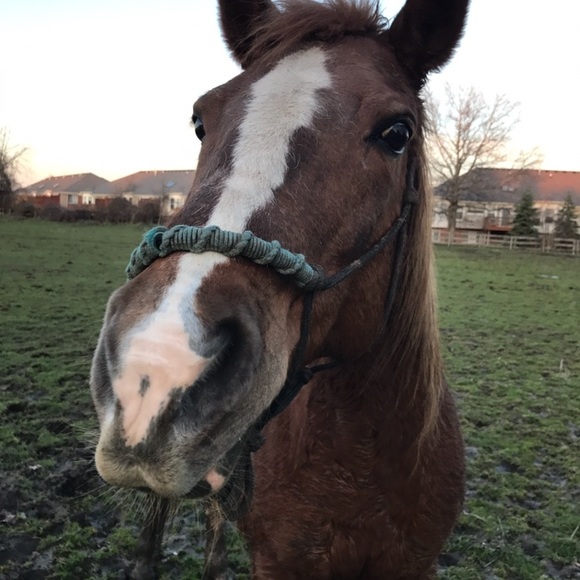 Meet your Posher, Chrissy - Picture 3 of 5